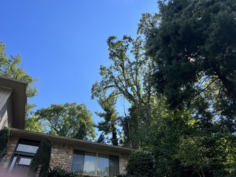 Large dead oak leaning over the roofline of a Roanoke home, marked for removal