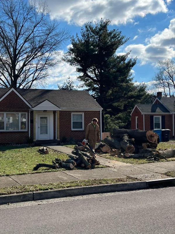 Trunk sections and brush stacked neatly at the curb after a front-yard removal