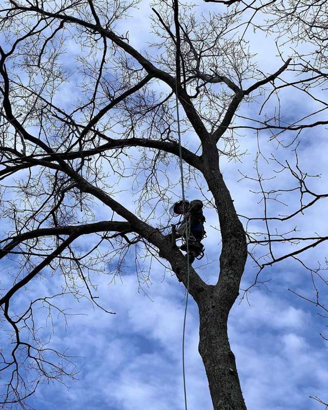 Climber roped into the upper canopy of a bare hardwood against a winter sky