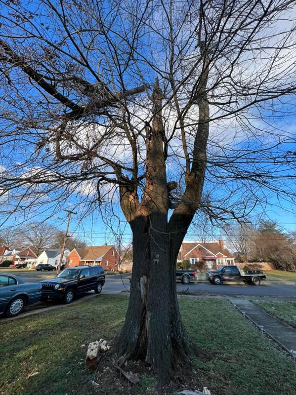 Storm-damaged maple with two broken leaders hanging over a residential street