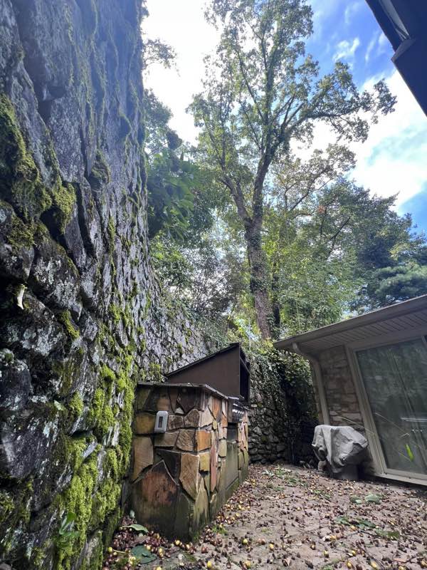 Tall tree growing tight against a stone retaining wall and house corner