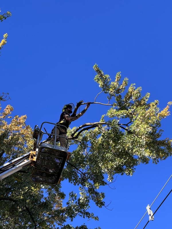 Bucket truck operator reaching into the canopy to make a pruning cut