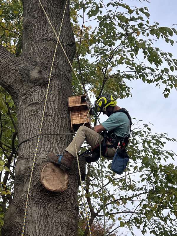 Climber in helmet and harness making a chainsaw cut high in a hardwood
