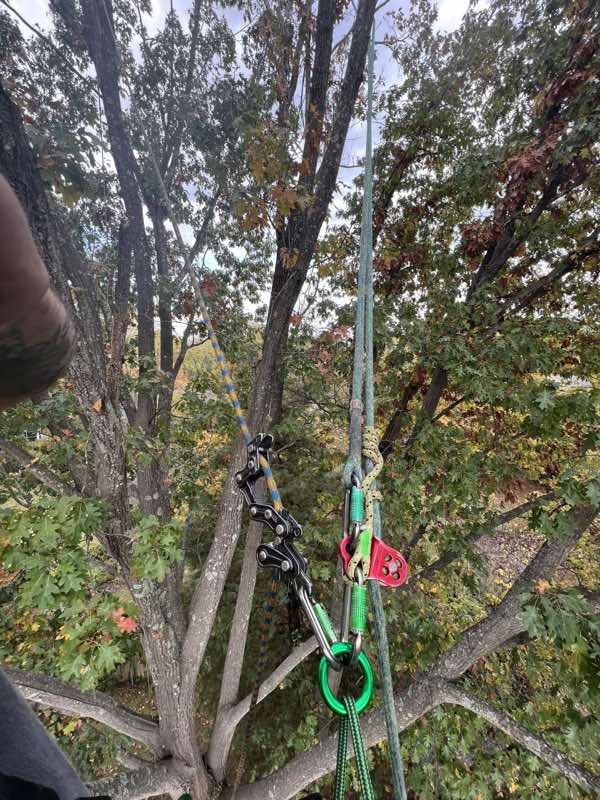 Rigging block and friction hitch set in the canopy for a controlled limb lower