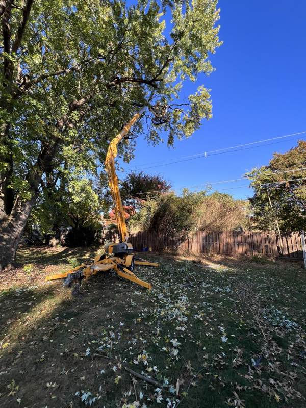 Tracked boom lift positioned in a fenced back yard for a large removal