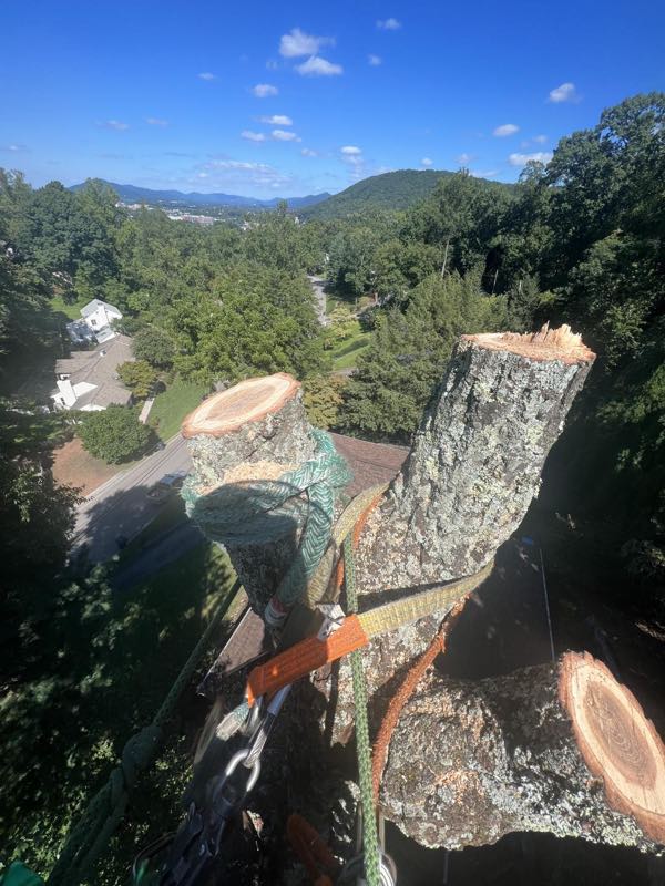 Fresh cut face on a large trunk section, Roanoke valley and mountains beyond