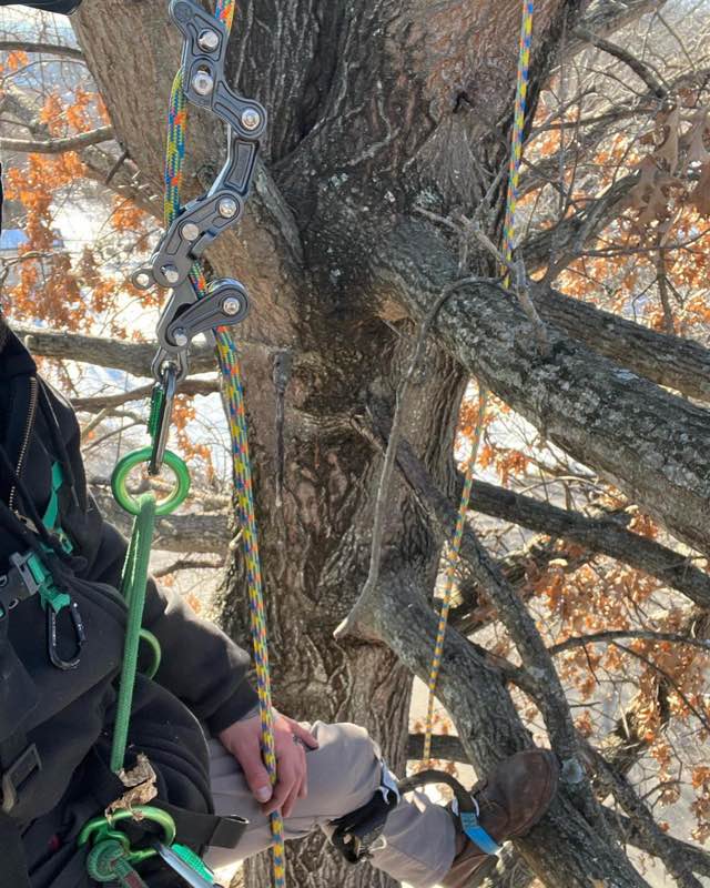 Climber's hands on the rope walker system while ascending a mature oak