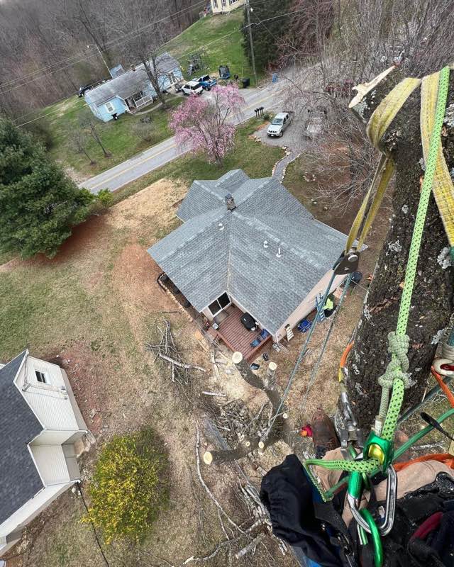 Looking straight down from the canopy onto the roof of the house being worked over
