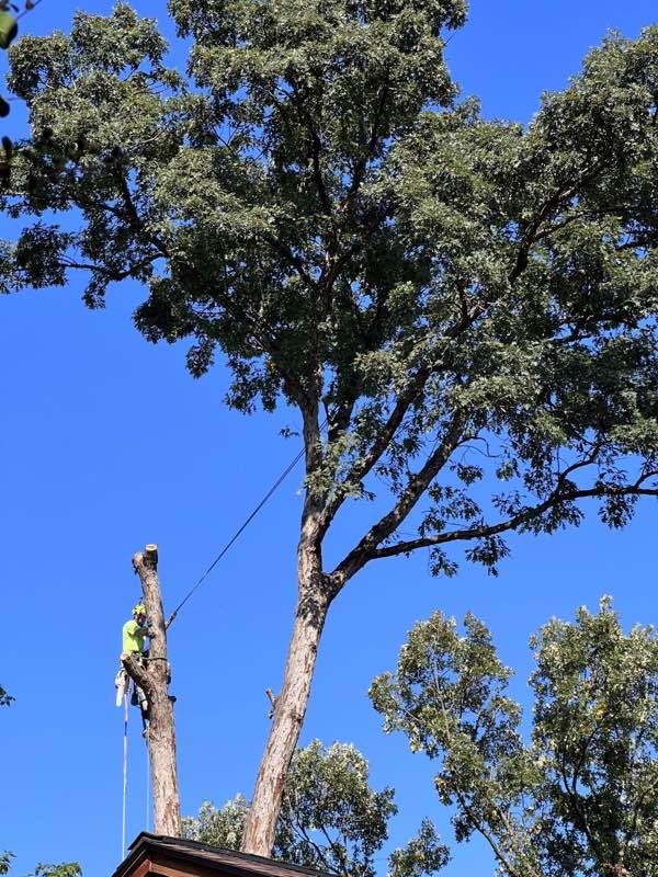 Climber in hi-vis dismantling a tall tree directly above a house