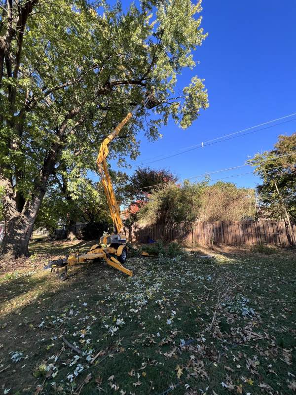 Boom lift extended into a large canopy during a back-yard tree removal