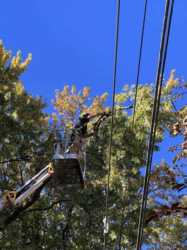 Bucket operator pruning limbs clear of overhead utility lines