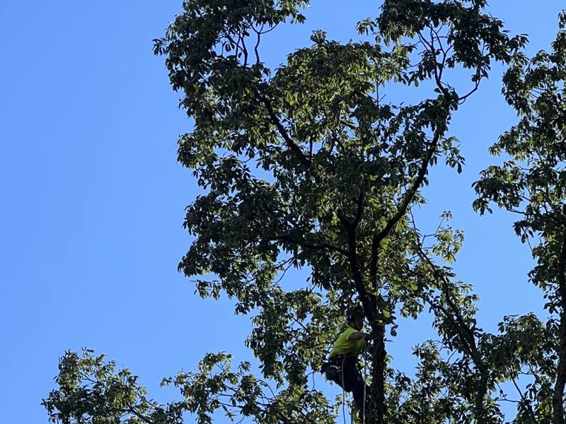 Climber working deep inside a full summer canopy
