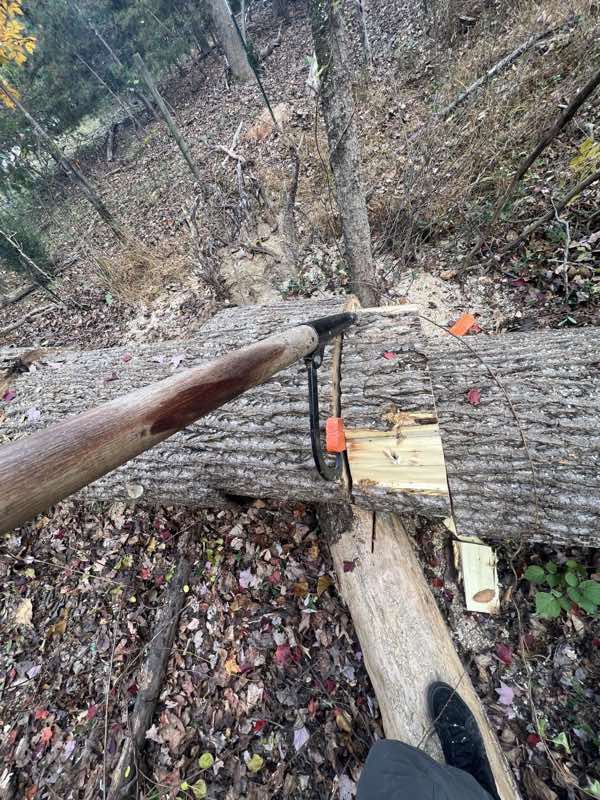 Felling notch and wedges cut into a large trunk during a lot clearing