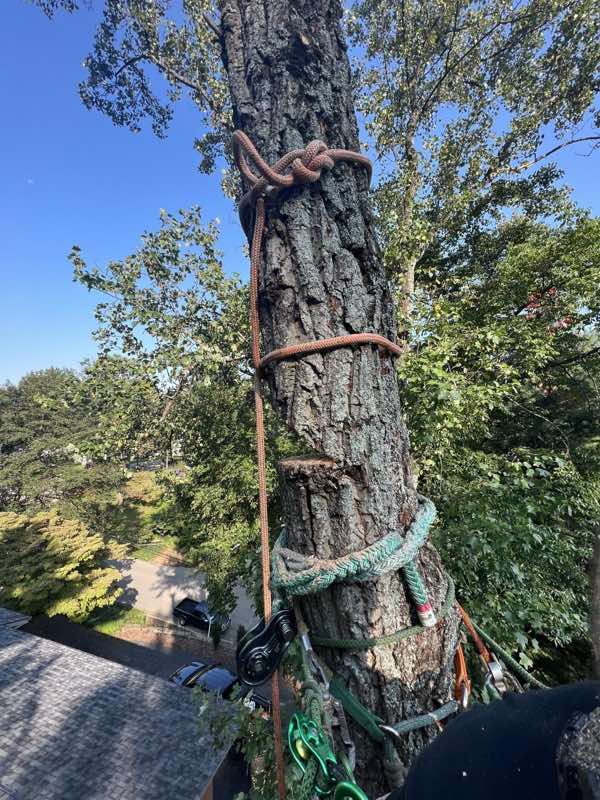 Ropes and rigging set on a large trunk directly above a shingled roof