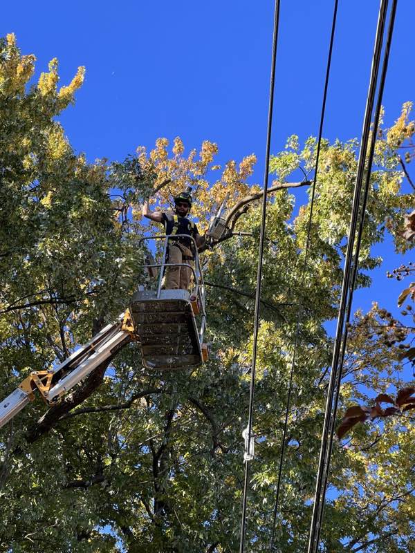 Bucket operator cutting limbs away from primary power lines