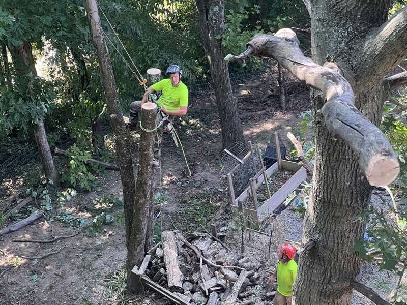 Two-person crew rigging a heavy limb down over a back-yard slope