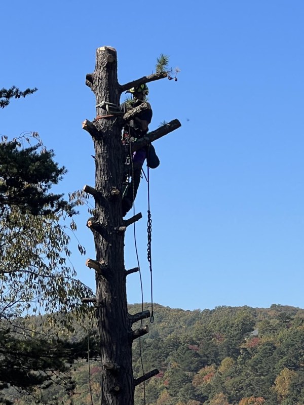 Climber topping a dead spar with the Blue Ridge mountains behind