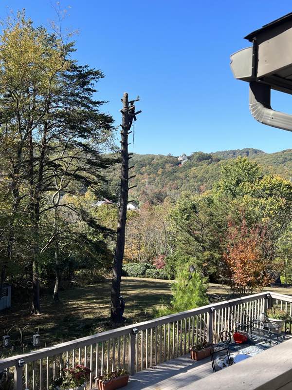 Tall dead pine reduced to a spar, Roanoke valley ridgeline in the distance