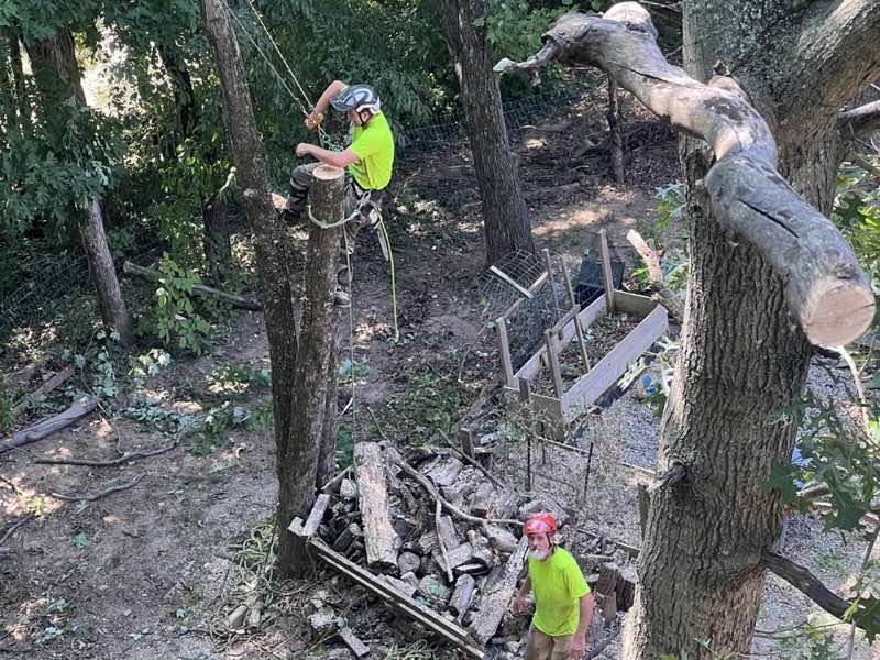 Ground crew guiding a rigged limb while the climber cuts above