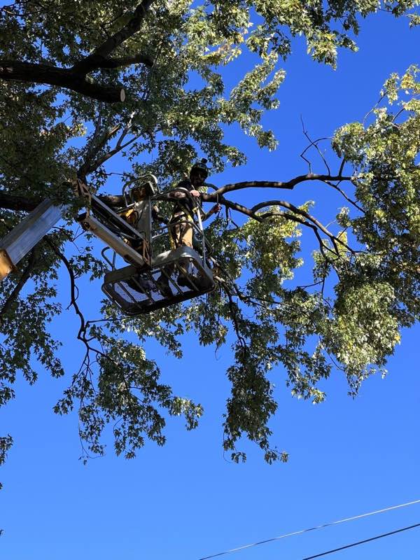 Bucket lift working a limb clear of the canopy against a blue sky