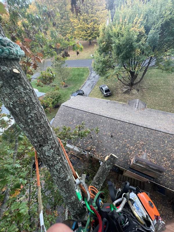 Looking down the rigging line onto a roof and driveway from the canopy